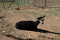 20081029 Alpacas 001